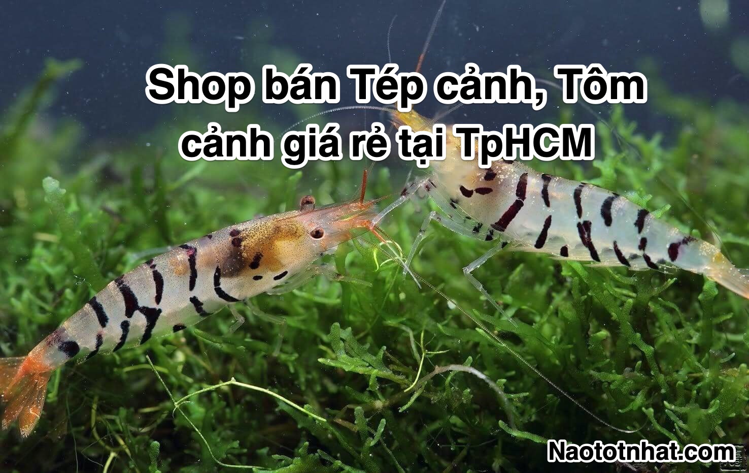 shop-ban-tep-canh-tom-canh-gia-re-tai-tphcm