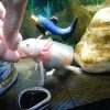 shop-ban-ca-axolotl-tphcm