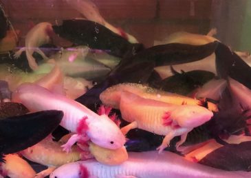 shop-ban-ca-axolotl-tphcm-2