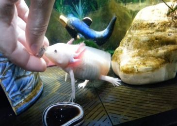 shop-ban-ca-axolotl-tphcm