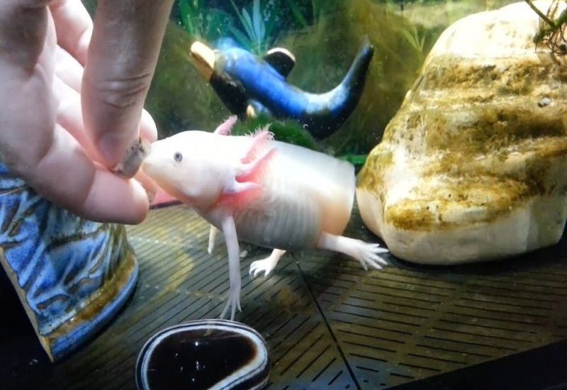Top 6 Shop bán cá axolotl (khủng long 6 sừng) tại Tphcm đẹp nhất 2021