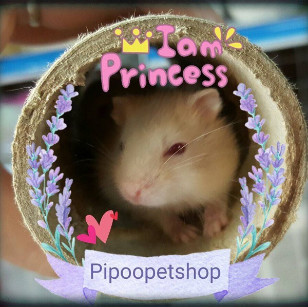Pipoo Pet Shop