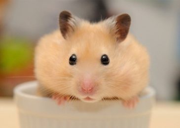 shop-ban-chuot-hamster-tphcm