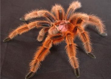 mua nhện tarantula tphcm