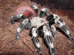 nhện tarantula giá bao nhiêu hcm