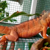 shop-ban-rong-nam-my-iguana-tphcm