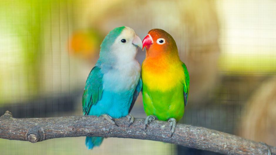 Vẹt Parrotlet là chim gì, ăn gì, giá bao nhiêu ?