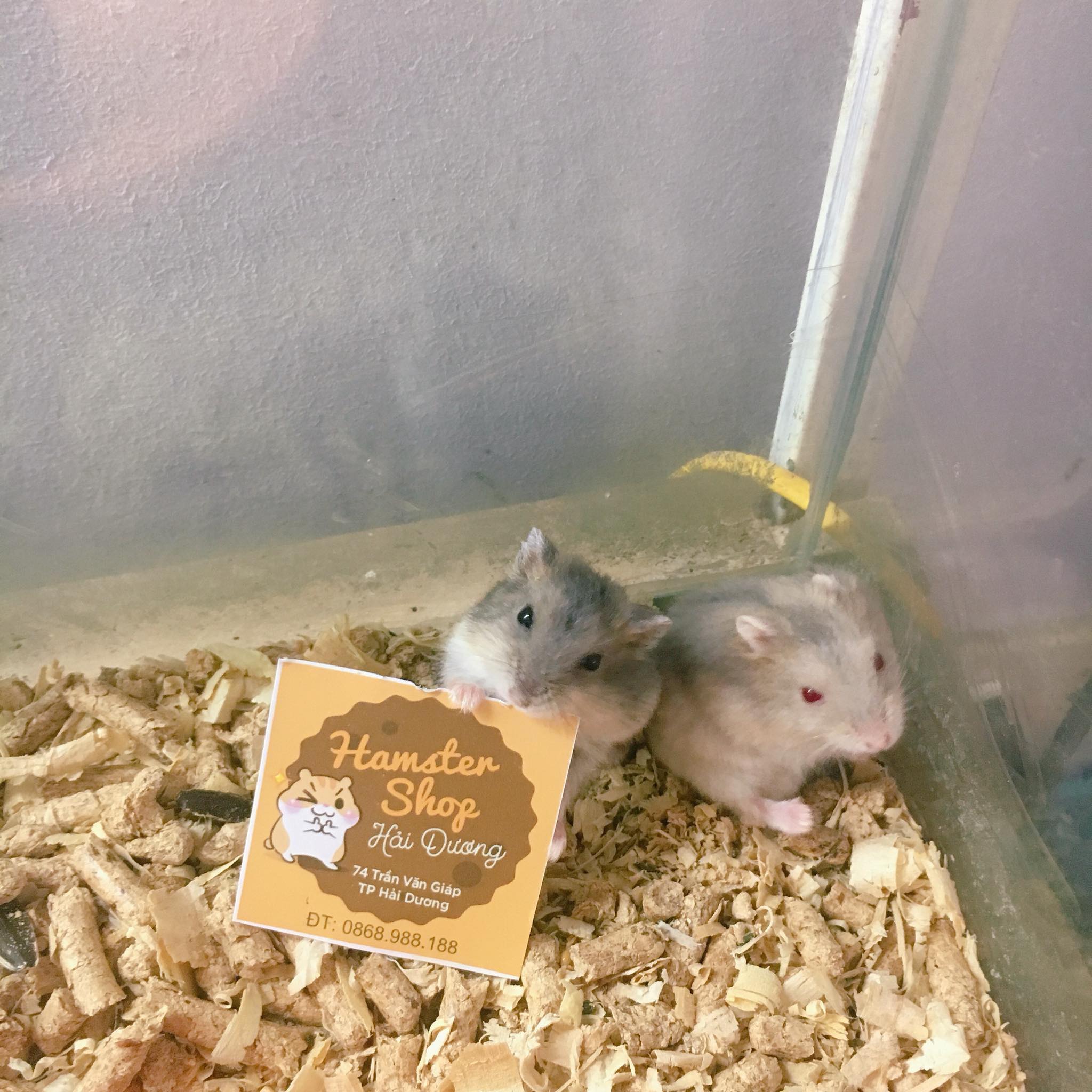 Hamster Shop Hải Dương - Shop Hamster giá rẻ