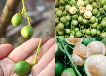 Ăn dâu xanh nuốt hạt được không