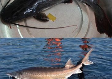 Cá lăng và cá tầm cá nào đắt hơn