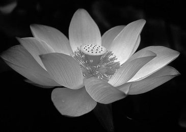Nguyên nhân nhà có người mất để avatar đen